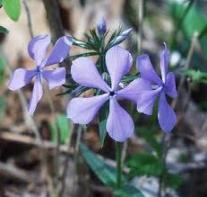 Self Seeding — photo 3