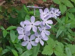 Self Seeding — photo 4