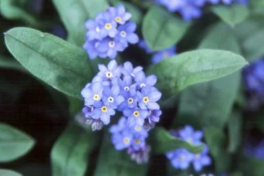 Self Seeding (Huge range of flower color and species.  Many native species available.) in Middle Tennessee