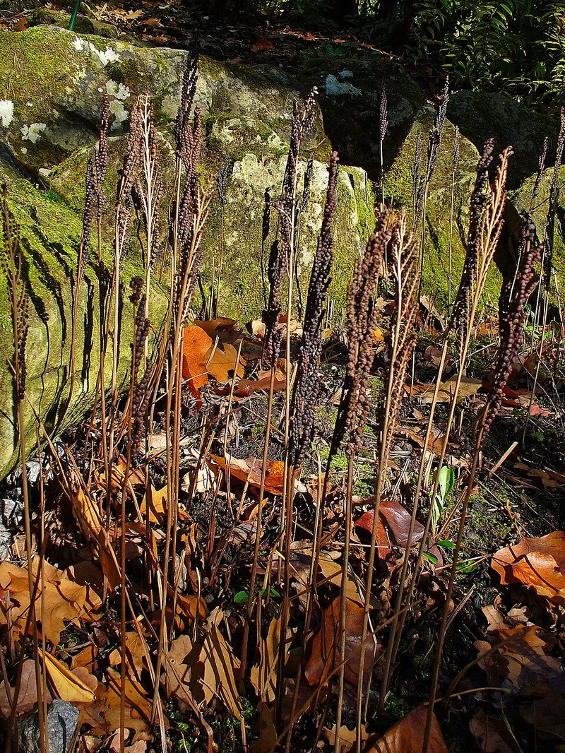 Sensitive Fern (Onoclea sensibilis) β landscape plant in Middle Tennessee