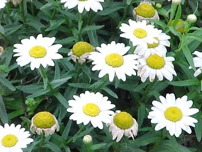 Shasta Daisy (Chrysanthemum maximum) in Middle Tennessee