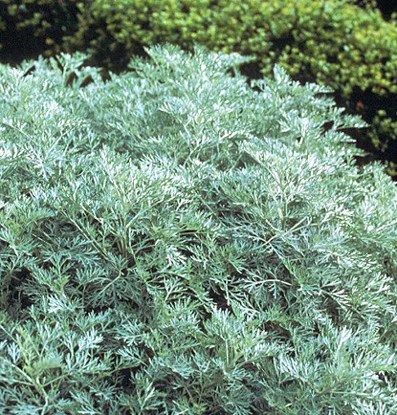 Silver King’ Wormwood (Artemisia ludoviciana) in Middle Tennessee