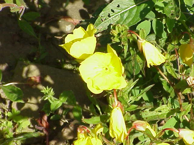 Sundrops — photo 3