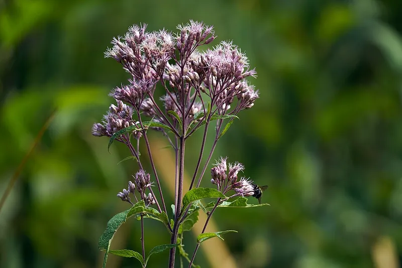 Sweet Joe-Pye Weed (Eutrochium purpureum) β landscape plant in Middle Tennessee