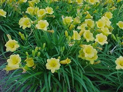 Daylily in Middle Tennessee