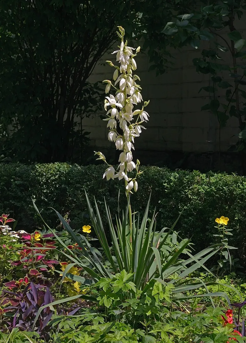 yucca (Yucca filamentosa) β landscape plant in Middle Tennessee