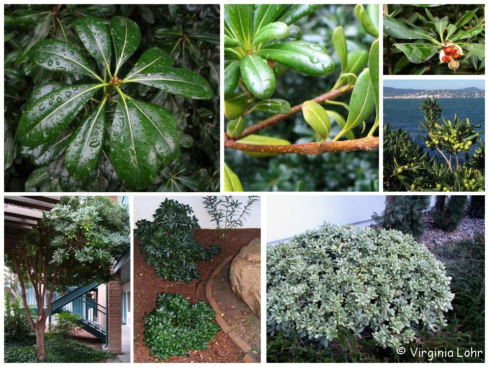 Pittosporum (Pittosporum tobira) in Middle Tennessee