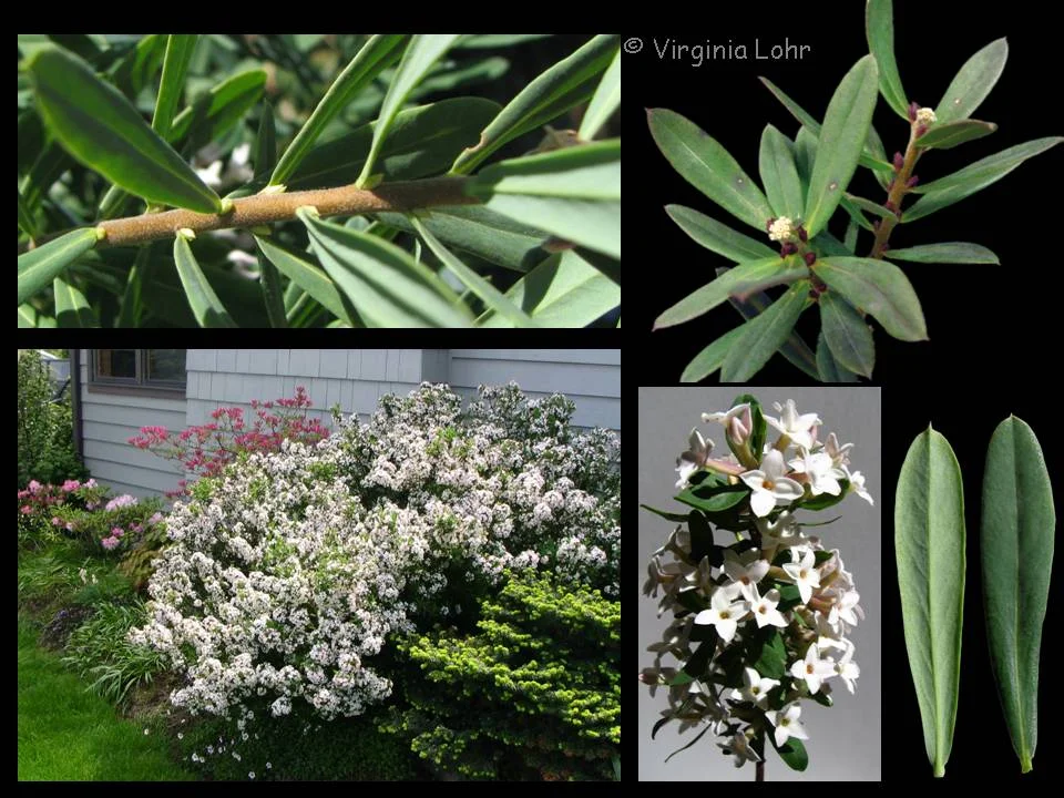 Burkwood (Burkwood daphneDaphne ×burkwoodii) in Middle Tennessee