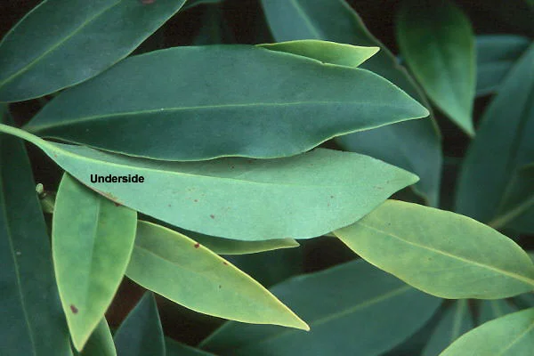 Illicium — photo 2