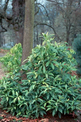 Illicium (Illicium floridanum) in Middle Tennessee