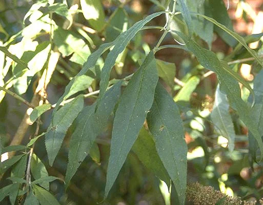 Buddleja — photo 2