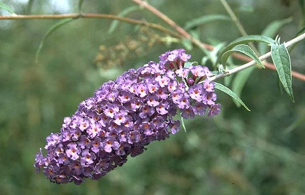 Buddleja — photo 3
