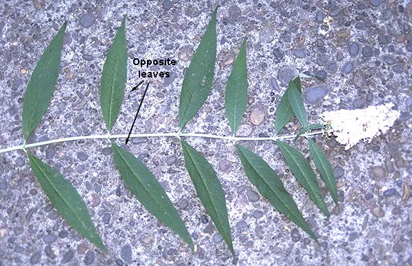 Buddleja — photo 4