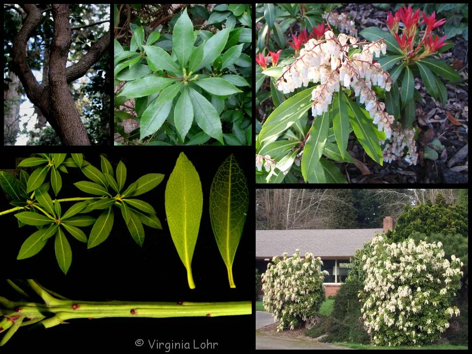 Pieris (Pieris japonica) in Middle Tennessee