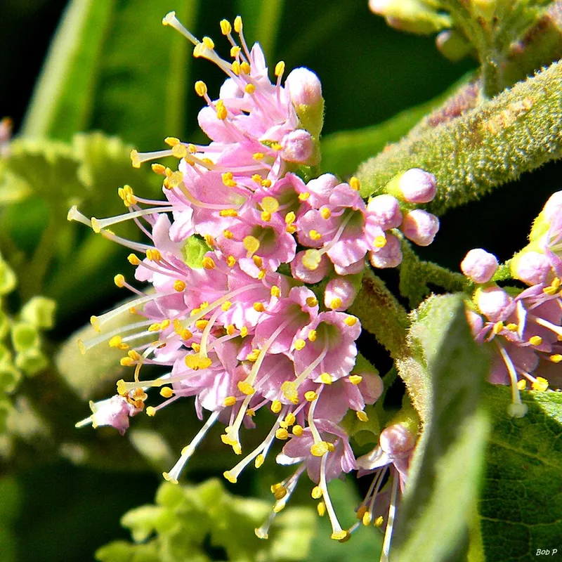 American Beautyberry (Callicarpa americana) β landscape plant in Middle Tennessee