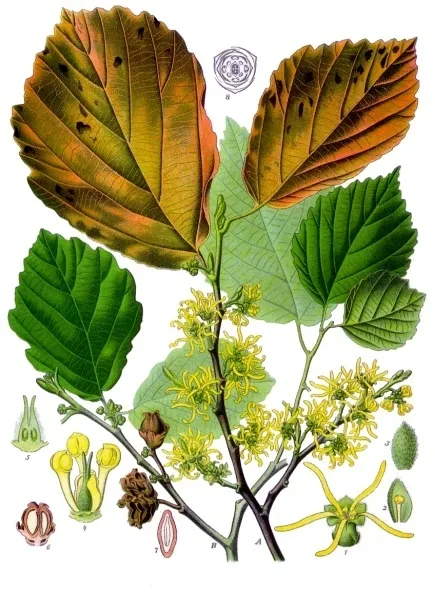 American Witch Hazel (Hamamelis virginiana) β landscape plant in Middle Tennessee