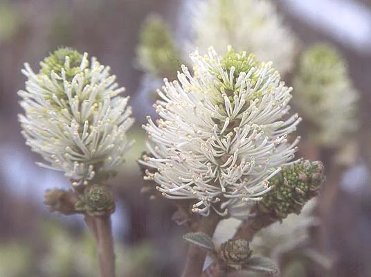 Anthony Waterer SpireaSpiraea japonica 'Anthony Waterer — photo 10