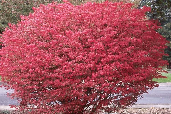 Anthony Waterer SpireaSpiraea japonica 'Anthony Waterer — photo 11