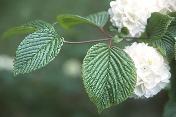 Anthony Waterer SpireaSpiraea japonica 'Anthony Waterer — photo 14