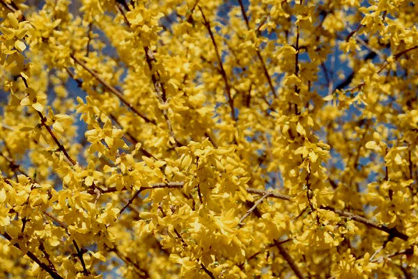 Anthony Waterer SpireaSpiraea japonica 'Anthony Waterer — photo 16