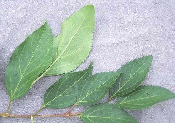 Anthony Waterer SpireaSpiraea japonica 'Anthony Waterer — photo 17