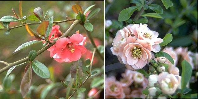 Anthony Waterer SpireaSpiraea japonica 'Anthony Waterer — photo 18