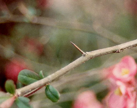 Anthony Waterer SpireaSpiraea japonica 'Anthony Waterer — photo 19