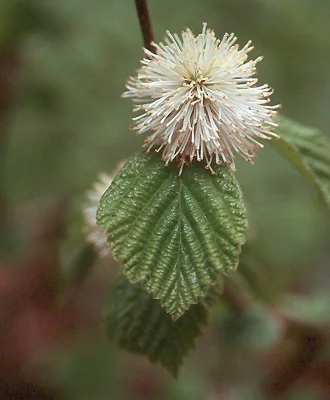 Anthony Waterer SpireaSpiraea japonica 'Anthony Waterer — photo 20