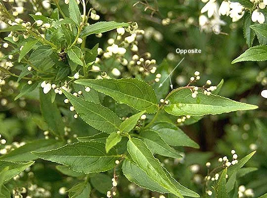 Anthony Waterer SpireaSpiraea japonica 'Anthony Waterer — photo 23