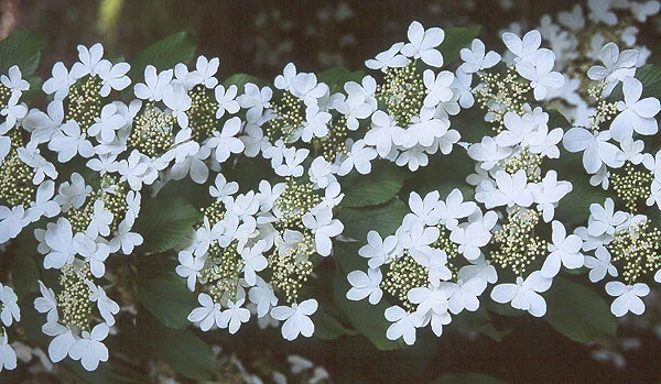 Anthony Waterer SpireaSpiraea japonica 'Anthony Waterer — photo 25