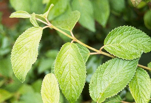 Anthony Waterer SpireaSpiraea japonica 'Anthony Waterer — photo 26