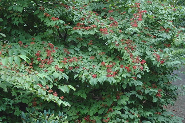 Anthony Waterer SpireaSpiraea japonica 'Anthony Waterer — photo 27