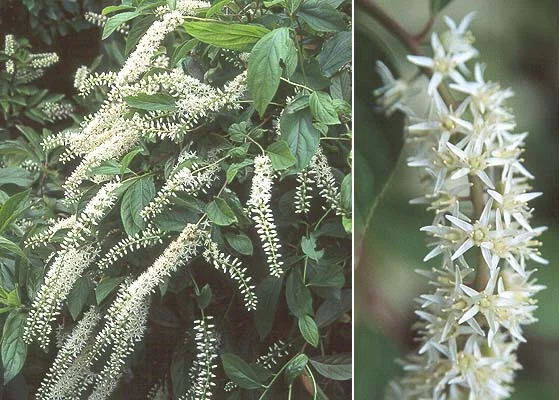 Anthony Waterer SpireaSpiraea japonica 'Anthony Waterer — photo 28