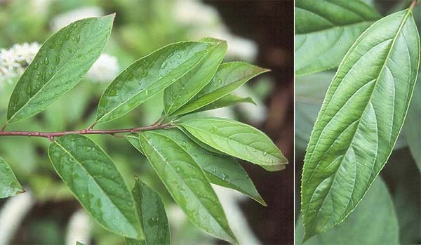Anthony Waterer SpireaSpiraea japonica 'Anthony Waterer — photo 29