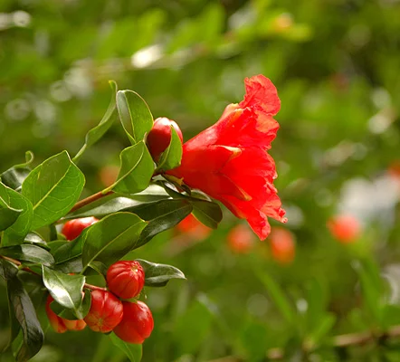 Anthony Waterer SpireaSpiraea japonica 'Anthony Waterer — photo 3