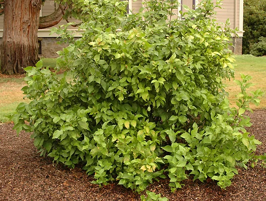 Anthony Waterer SpireaSpiraea japonica 'Anthony Waterer — photo 30