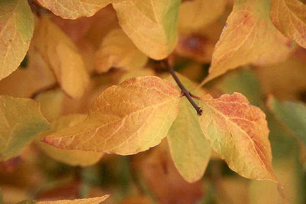 Anthony Waterer SpireaSpiraea japonica 'Anthony Waterer — photo 31