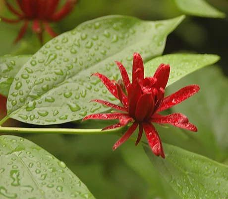 Anthony Waterer SpireaSpiraea japonica 'Anthony Waterer — photo 32