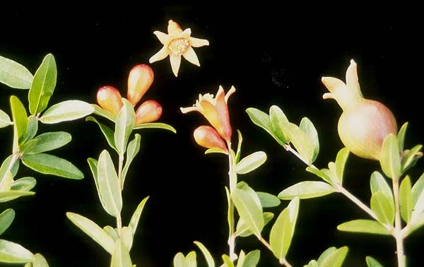 Anthony Waterer SpireaSpiraea japonica 'Anthony Waterer — photo 4