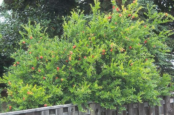 Anthony Waterer SpireaSpiraea japonica 'Anthony Waterer — photo 5