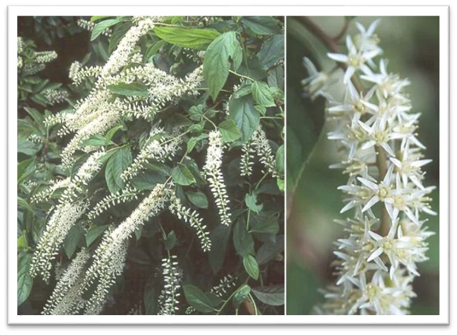 Anthony Waterer SpireaSpiraea japonica 'Anthony Waterer — photo 6