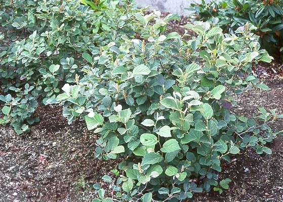 Anthony Waterer SpireaSpiraea japonica 'Anthony Waterer — photo 9