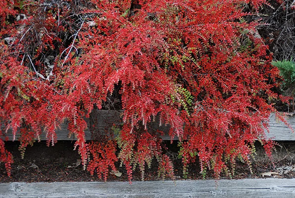 Anthony Waterer SpireaSpiraea japonica 'Anthony Waterer in Middle Tennessee