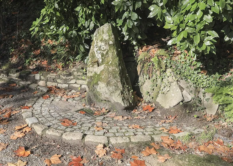 Aucuba in Middle Tennessee