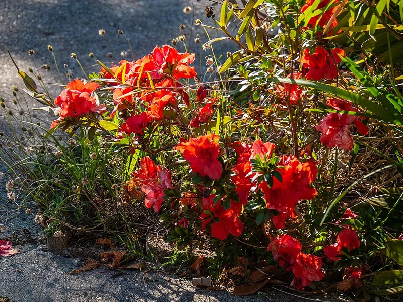 Azalea in Middle Tennessee