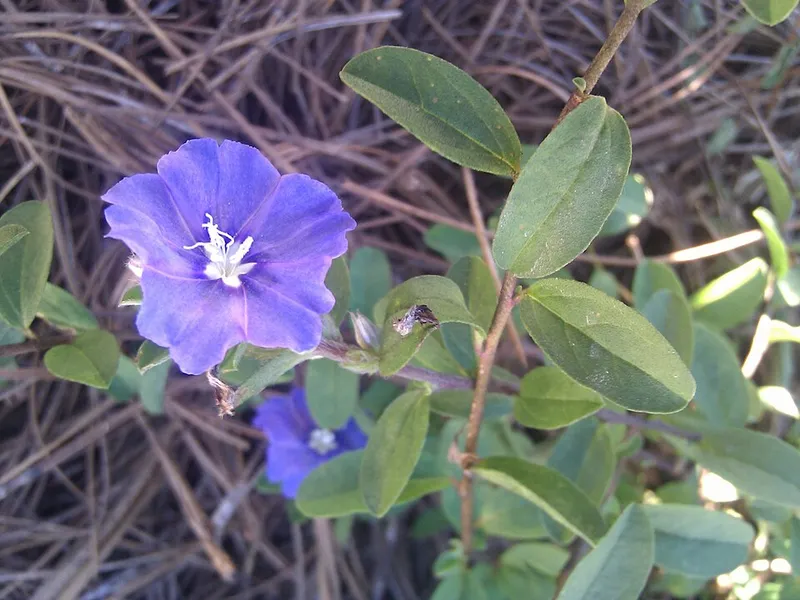 Blue Daze (Evolvulus glomeratus) β landscape plant in Middle Tennessee