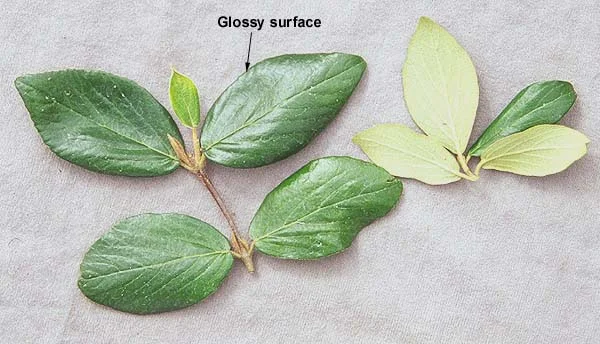 Burkwood ViburnumViburnum × burkwoodii — photo 2