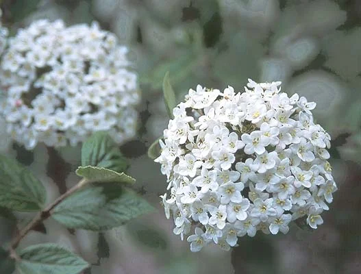 Burkwood ViburnumViburnum × burkwoodii — photo 3