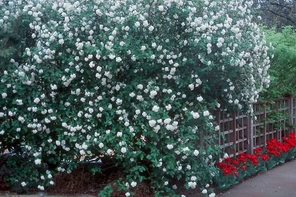 Burkwood ViburnumViburnum × burkwoodii (Semi-evergreen shrub) in Middle Tennessee