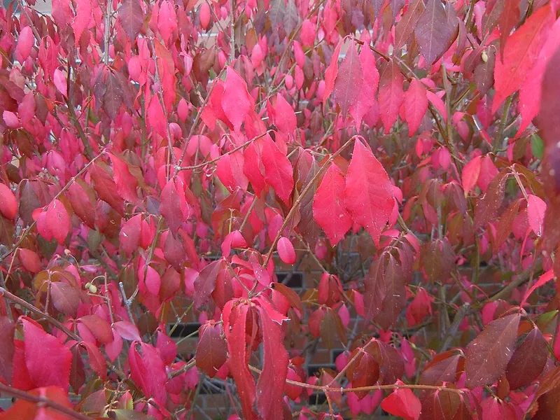 Burning Bush (Euonymus alatus) β landscape plant in Middle Tennessee